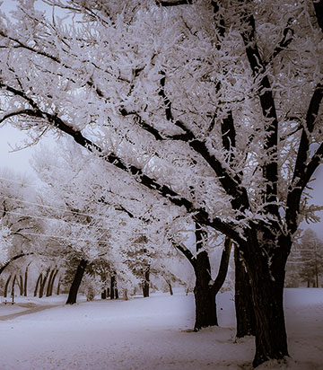 acrylic print of snow-covered trees