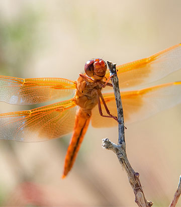 canvas wrap of dragonfly